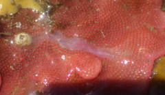 Eusyllis