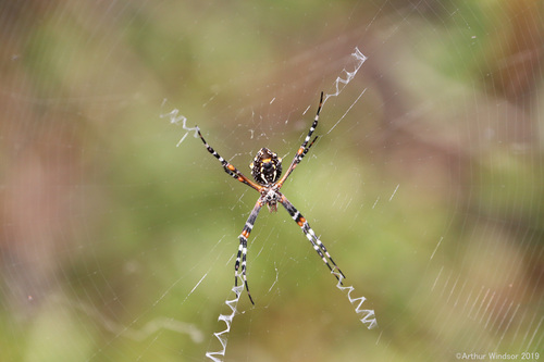 Florida Garden Spider