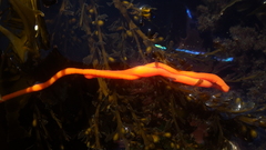 Tubulanus
