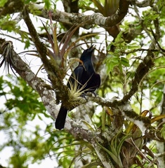 Ptiloxena atroviolacea