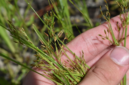 Image of Fimbristylis autumnalis by (c) Kristály Cravens-Liszak, some rights reserved (CC BY)