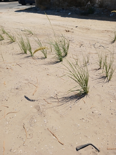 halfa grass (Desmostachya bipinnata)