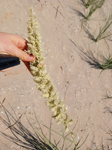 Image of Desmostachya bipinnata by (c) yelena_antipova, some rights reserved (CC BY)