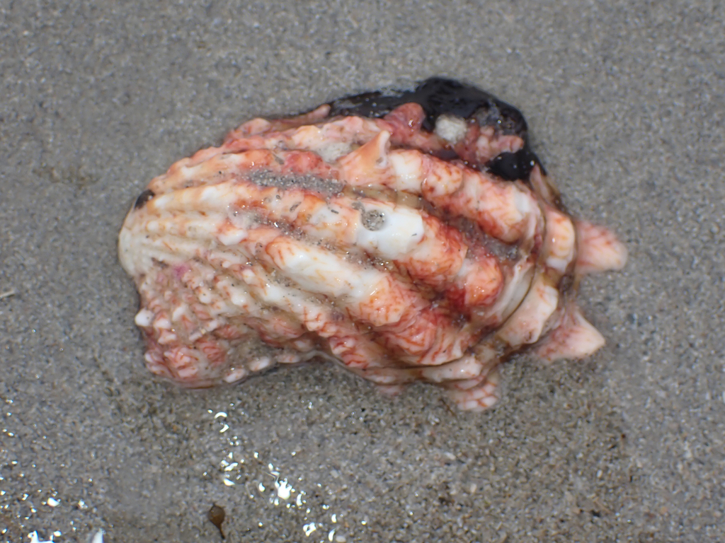 Large-ribbed cardita