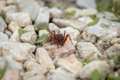 Rhynocoris iracundus