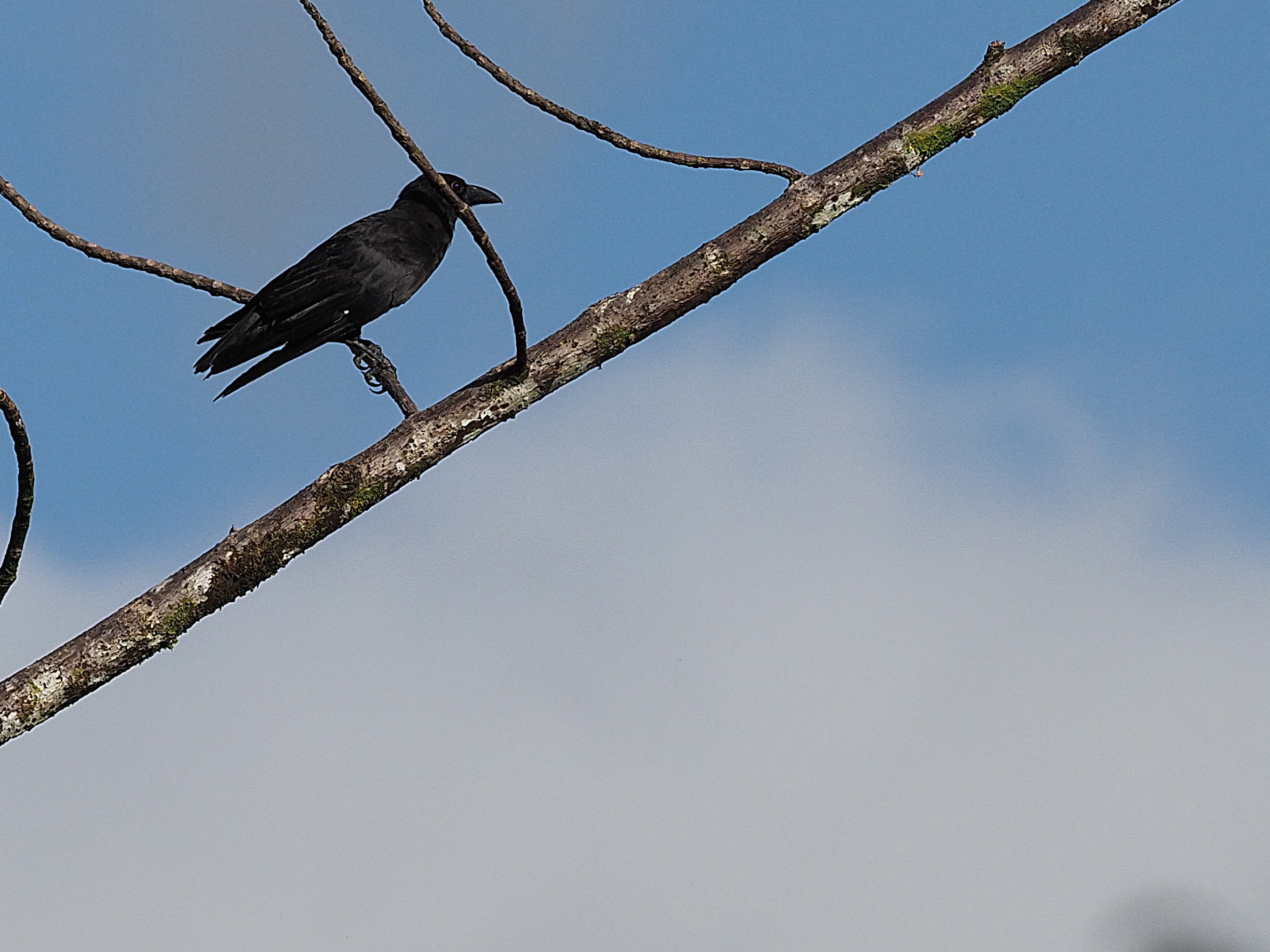 Violet Crow (Corvus violaceus), photo 2