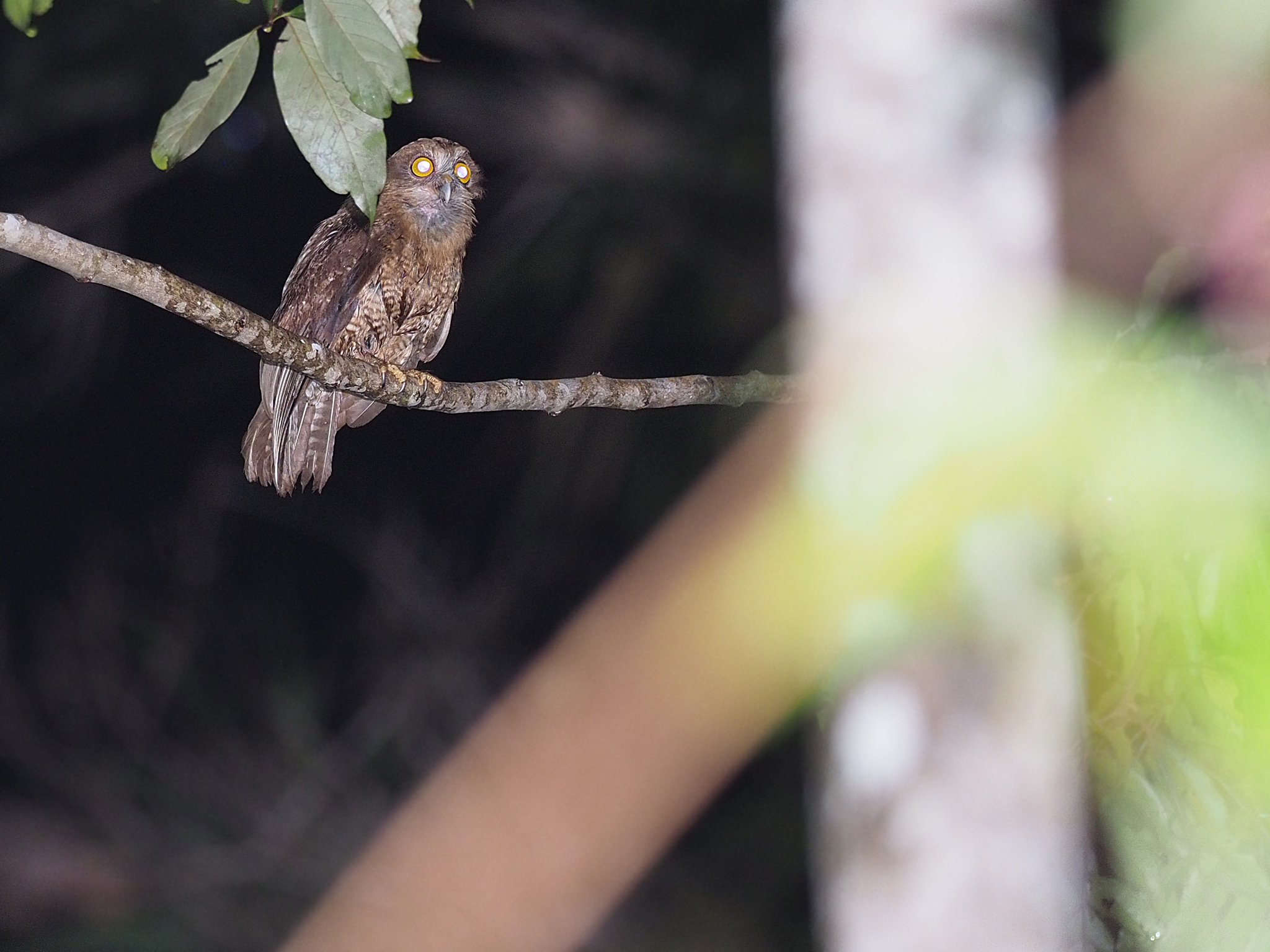 Seram Boobook (Ninox squamipila), photo 2