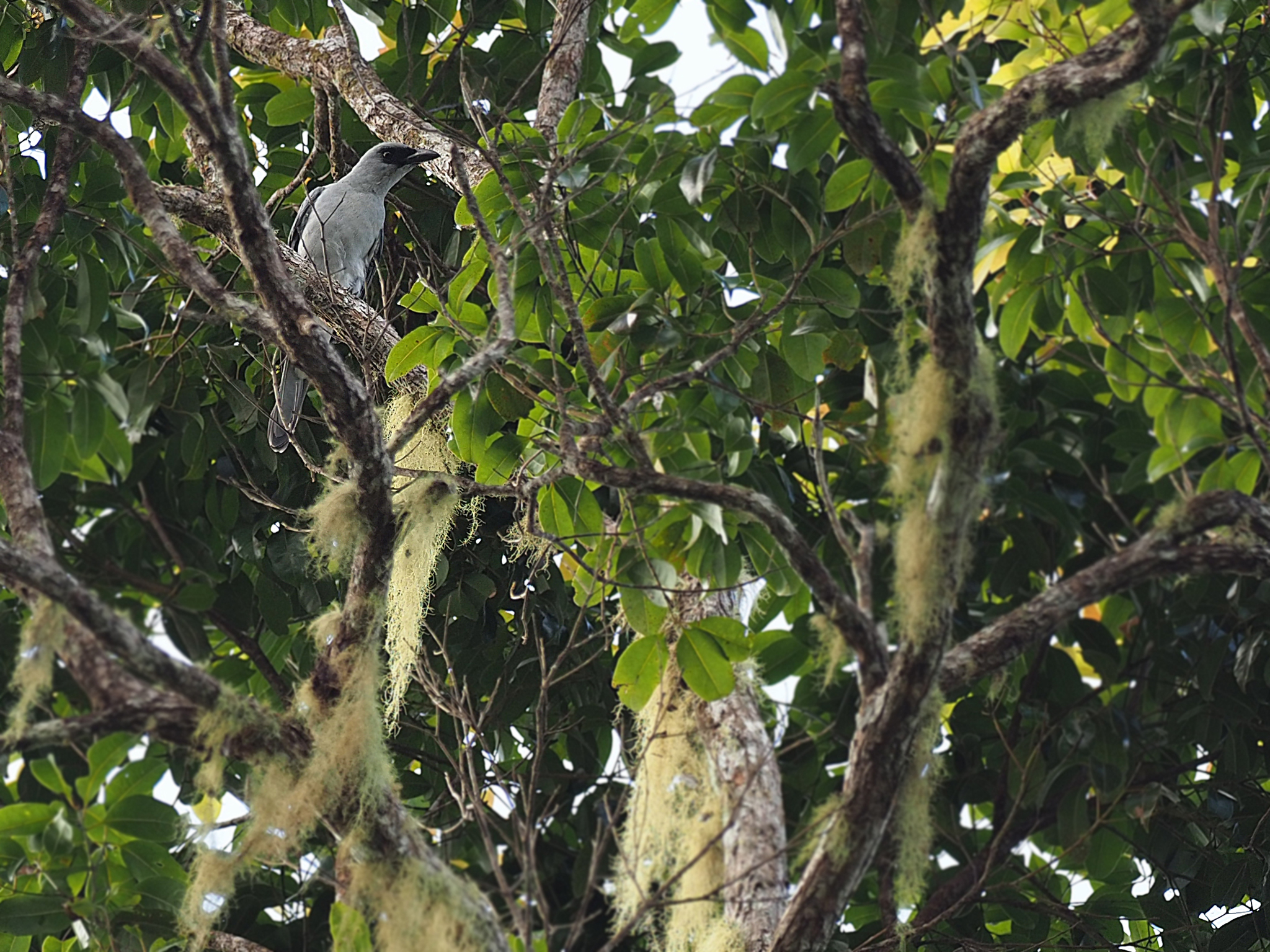Buru Cuckooshrike (Coracina fortis), photo 3
