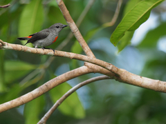 Ashy Flowerpecker photo 2