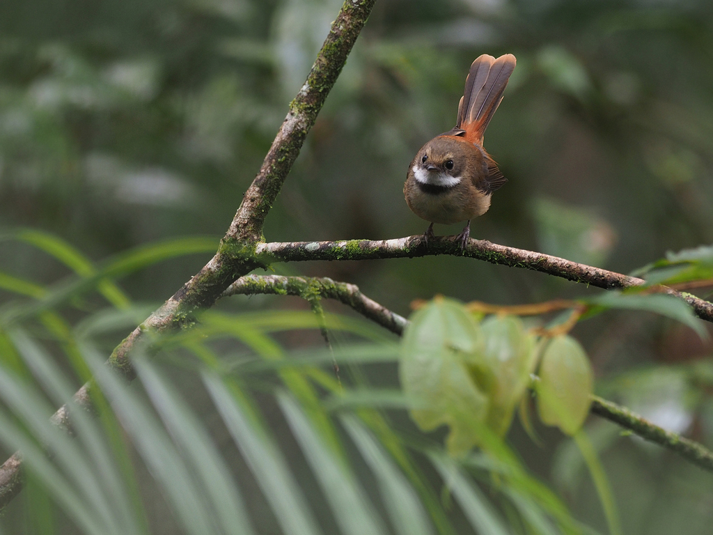 Tawny-backed Fantail photo