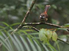Tawny-Backed Fantail photo 1