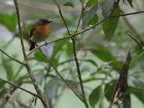 Cinnamon-chested Flycatcher (Ficedula buruensis), photo 3