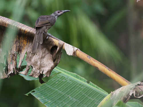 Morotai Friarbird (Philemon fuscicapillus), photo 9