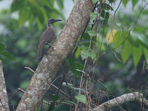 Buru Friarbird (Philemon moluccensis), photo 10
