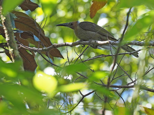 Seram Friarbird (Philemon subcorniculatus), photo 3