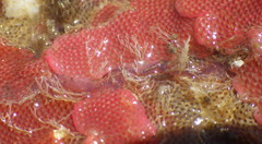 Eusyllis