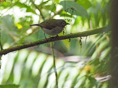 Grey-hooded Heleia (Heleia pinaiae)
