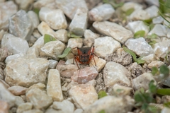 Rhynocoris iracundus