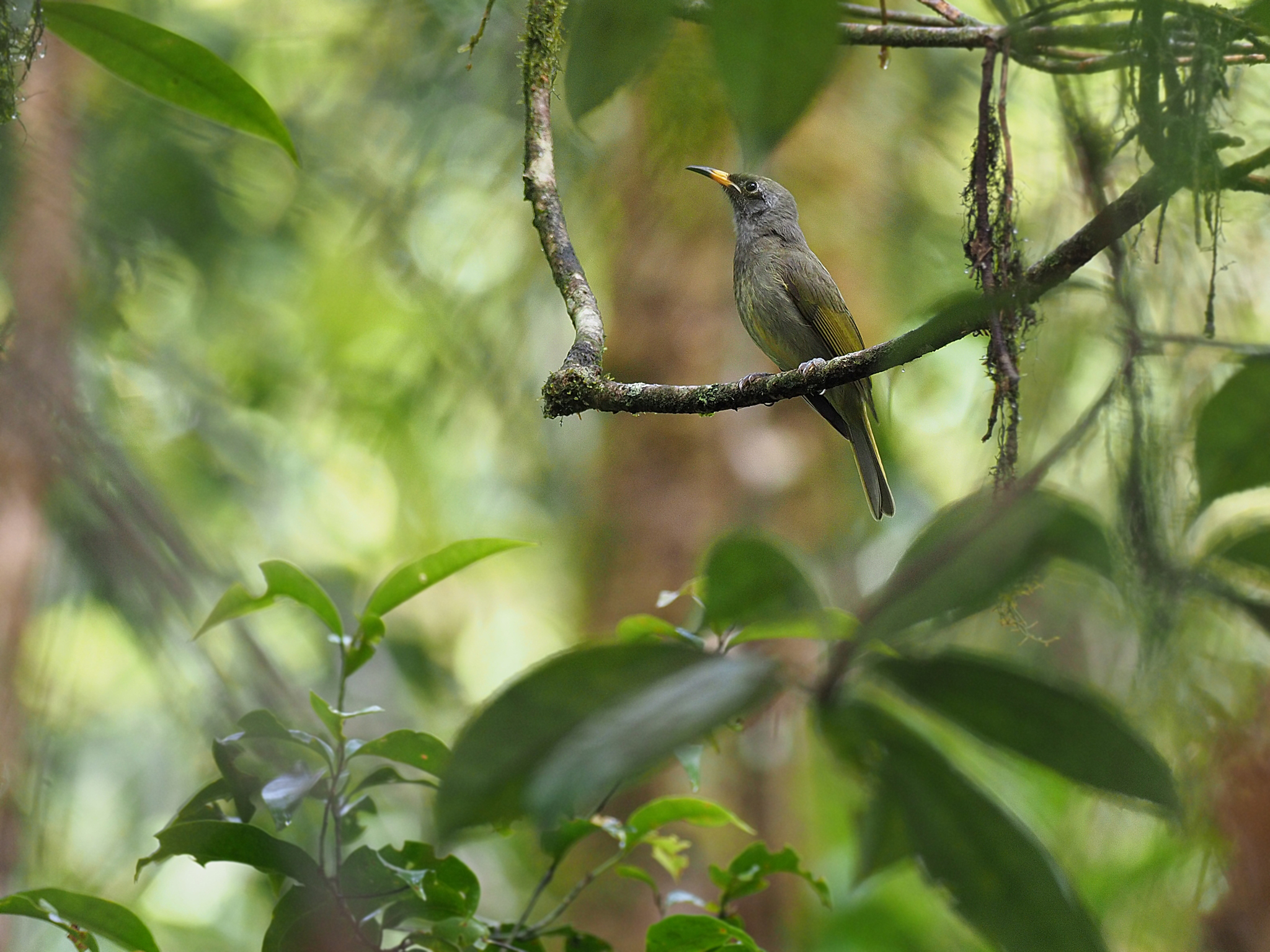 Buru Honeyeater (Lichmera deningeri), photo 1