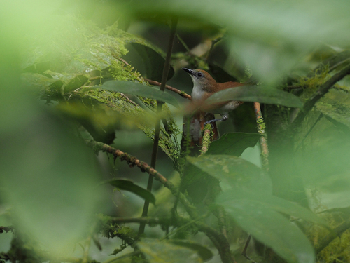 Rufescent Darkeye (Tephrozosterops stalkeri), photo 2