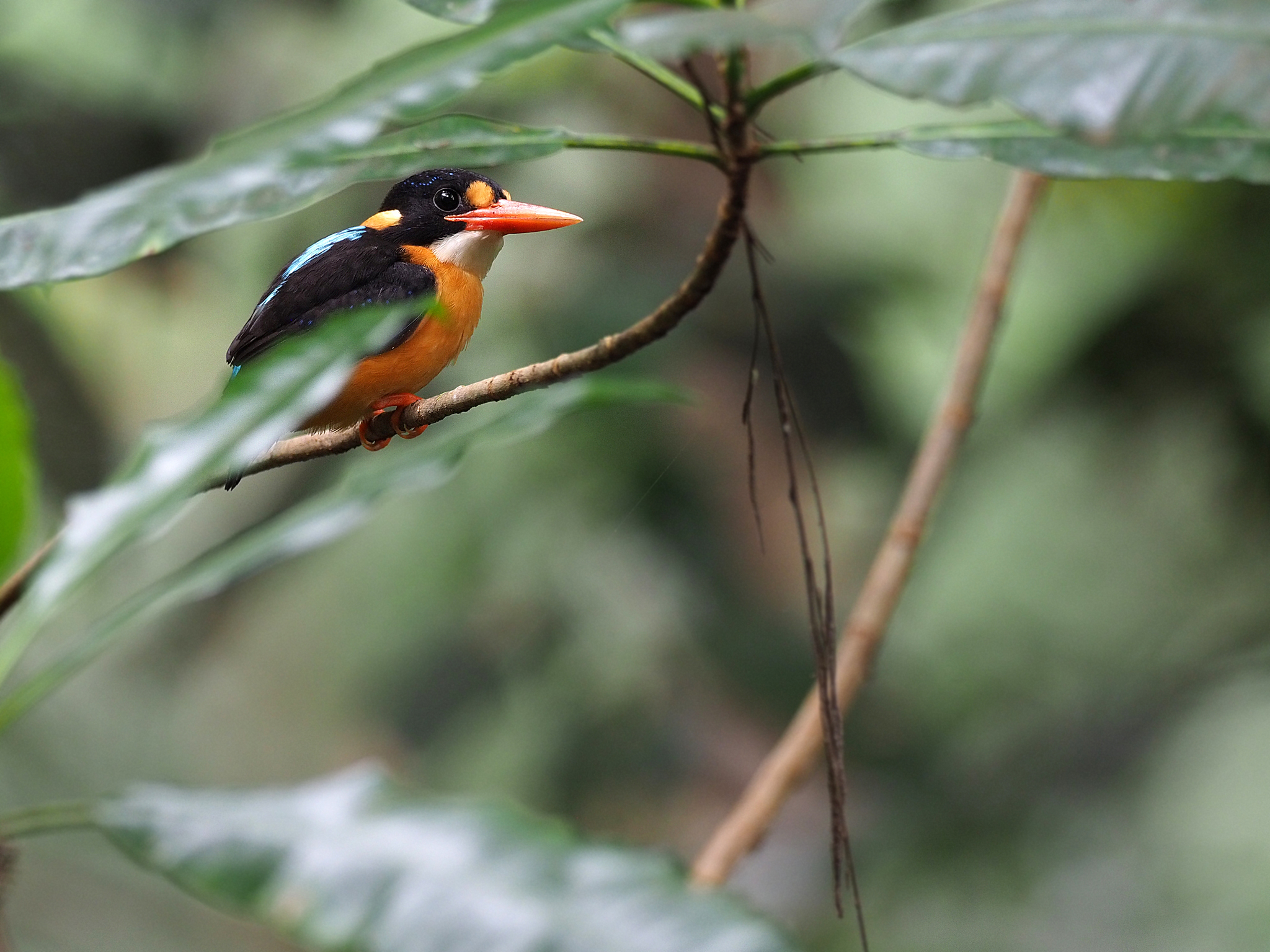 Buru Dwarf Kingfisher (Ceyx cajeli), photo 1