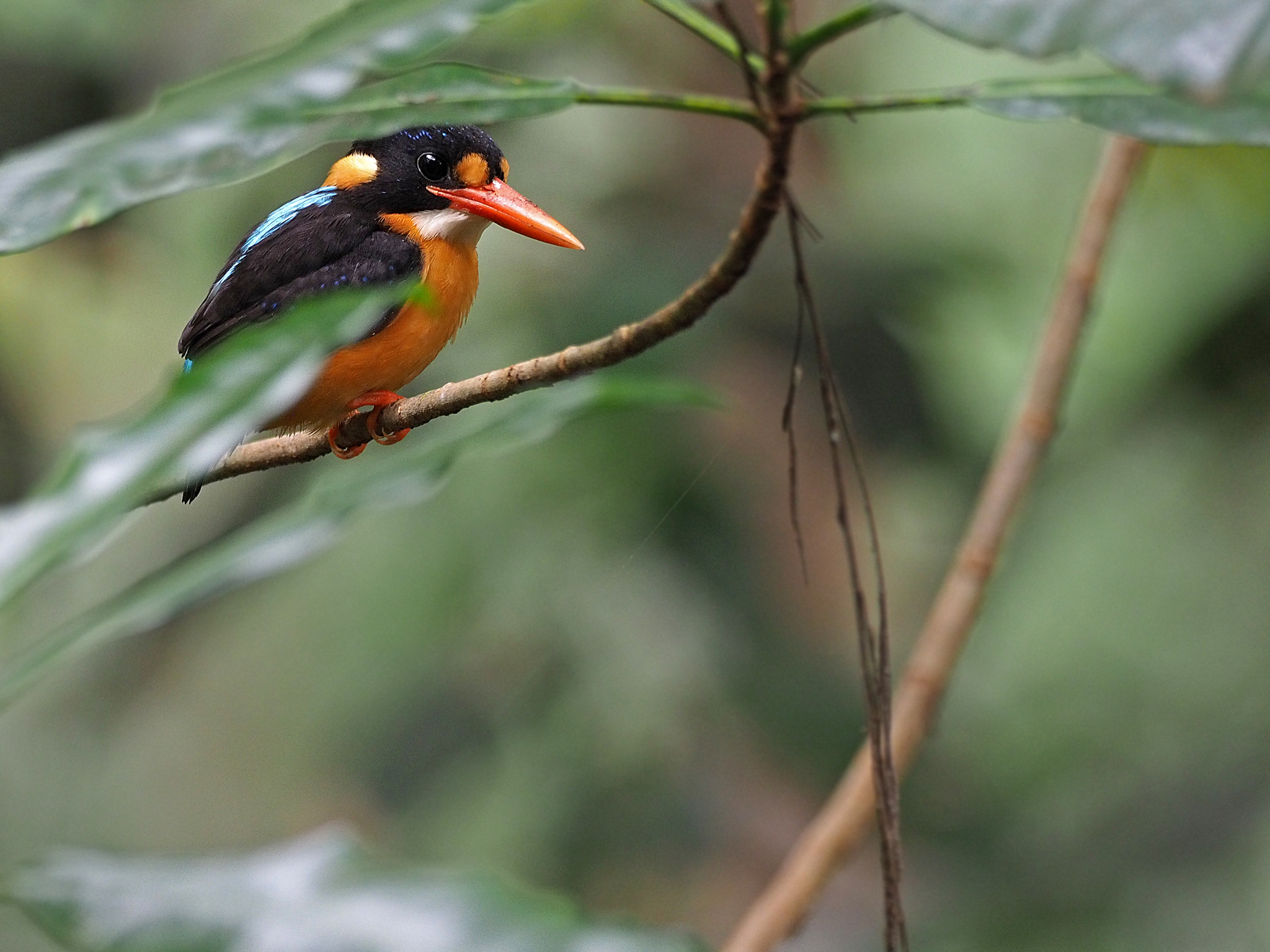 Buru Dwarf Kingfisher (Ceyx cajeli), photo 2