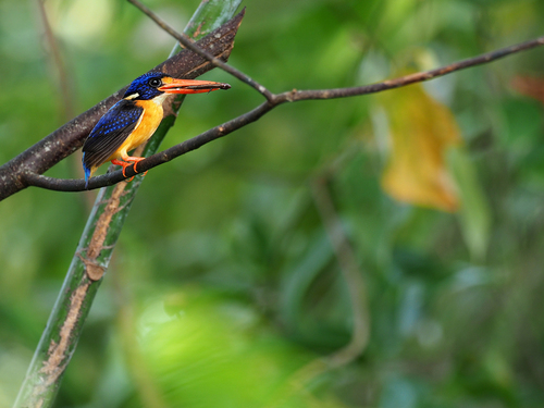 Moluccan Dwarf Kingfisher (Ceyx lepidus), photo 9