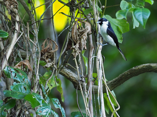 Buru Monarch (Symposiachrus loricatus)