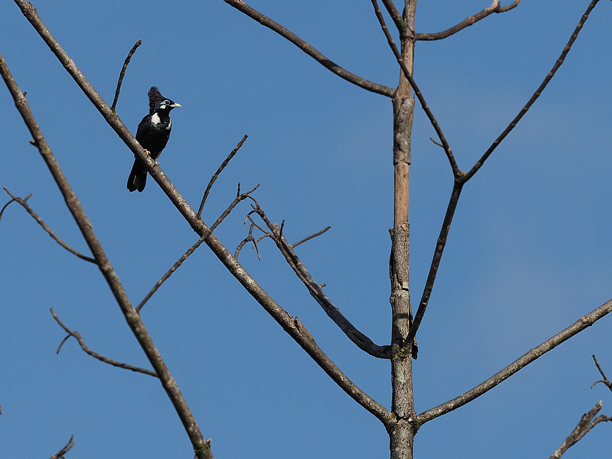 Long-crested Myna (Basilornis corythaix), photo 2
