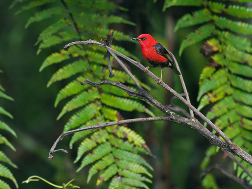 Wakolo Myzomela (Myzomela wakoloensis), photo 1