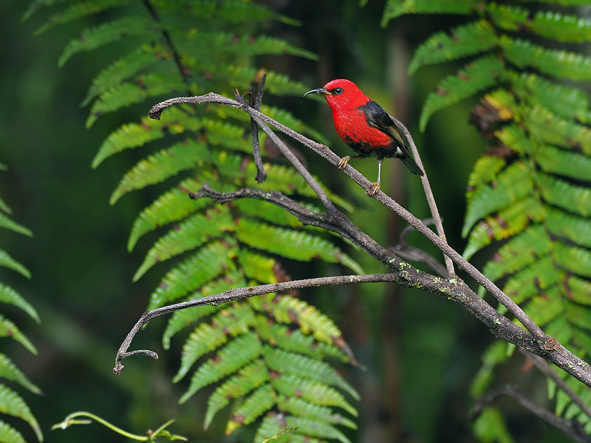 Wakolo Myzomela (Myzomela wakoloensis), photo 3