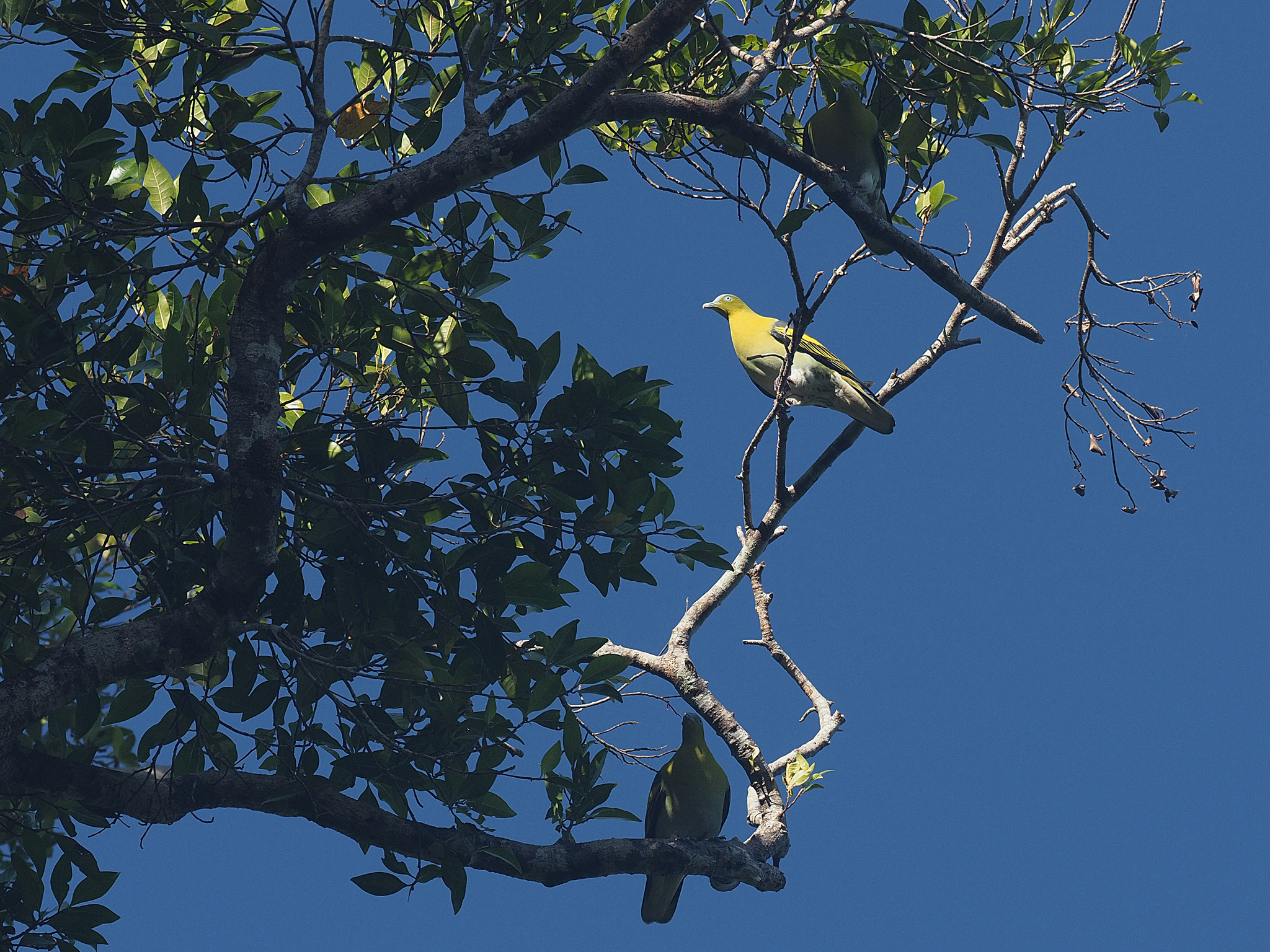 Buru Green Pigeon (Treron aromaticus), photo 2