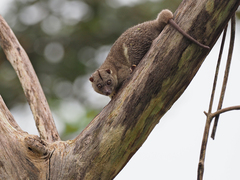 Rothschild's Cuscus photo 3