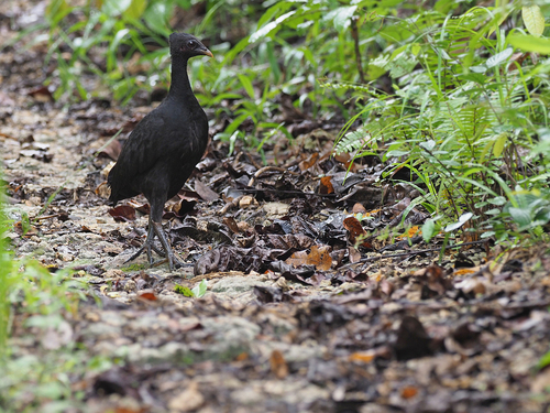 Dusky Megapode (Megapodius freycinet), photo 9