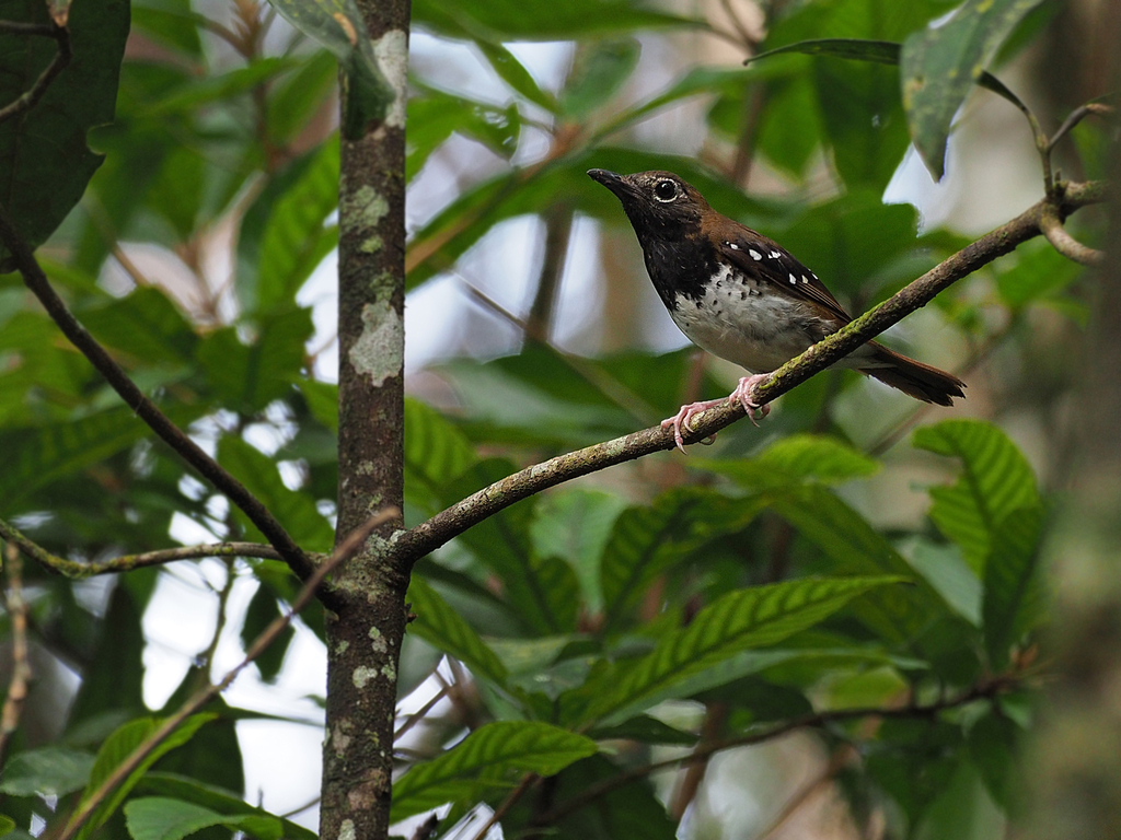 Buru Thrush photo