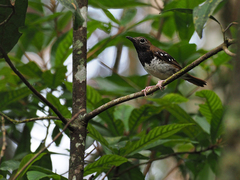 Buru Thrush photo 1