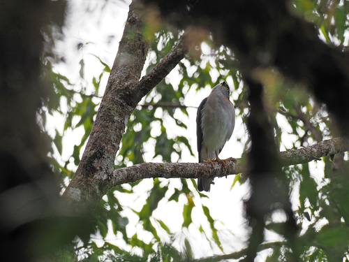 Rufous-necked Sparrowhawk (Tachyspiza erythrauchen), photo 3