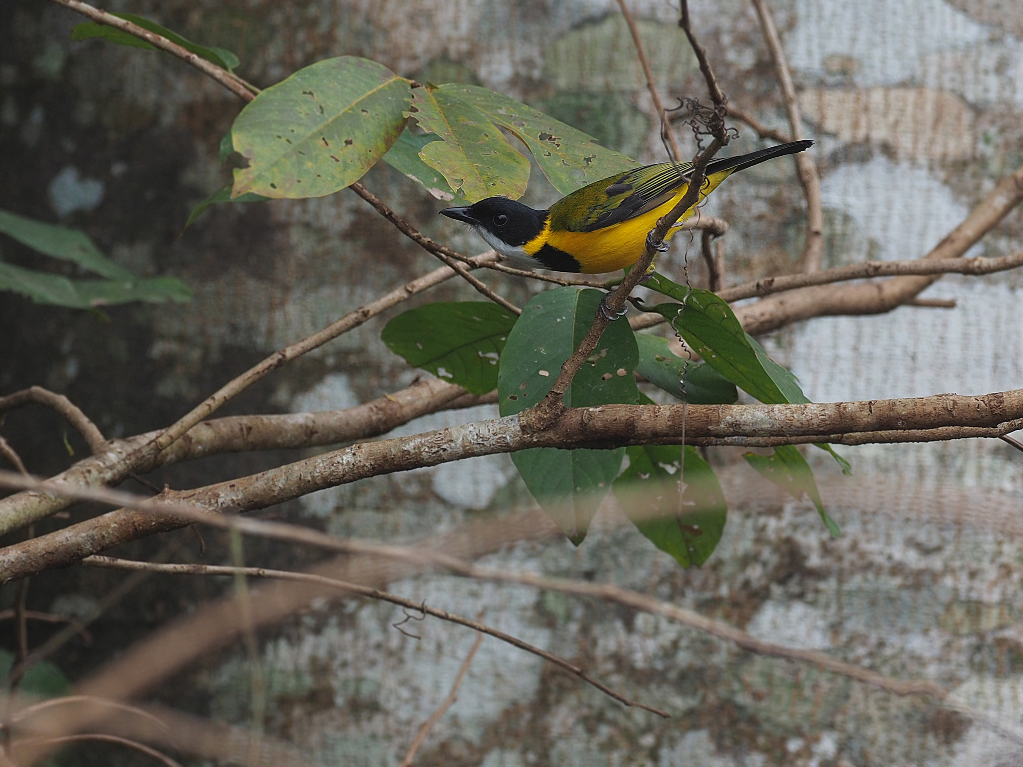 Black-chinned Whistler (Pachycephala mentalis), photo 3