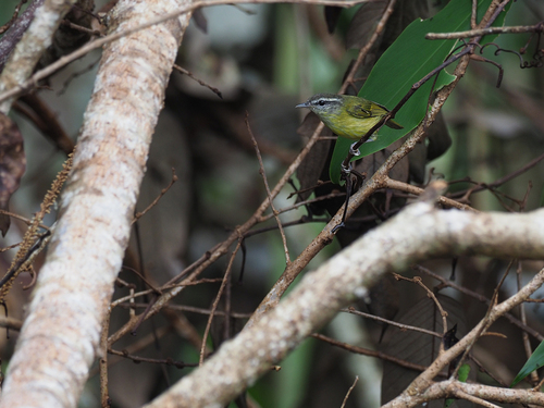 Island Leaf Warbler (Phylloscopus poliocephalus), photo 7