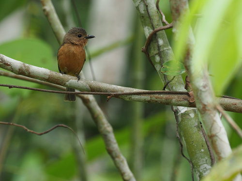 Drab Whistler (Pachycephala griseonota), photo 3