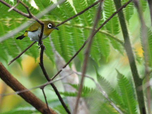 Ambon White-eye (Zosterops kuehni), photo 2