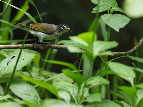 Morotai White-eye (Zosterops dehaani), photo 3