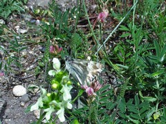 Muschampia lavatherae
