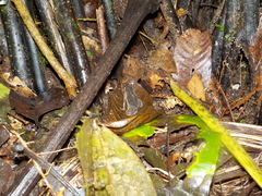 Rhinella dapsilis