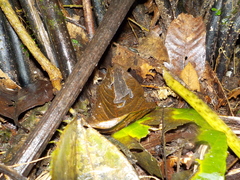 Rhinella dapsilis