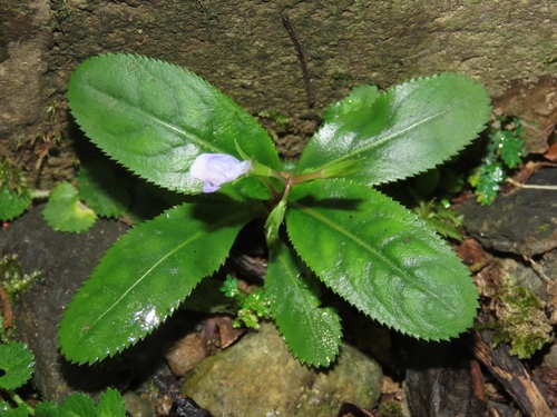 Image of Bonnaya ruelloides by (c) chiuluan, some rights reserved (CC BY)