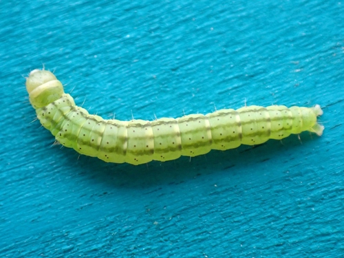 Poison hemlock moth photo 3