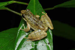 Little Torrent Frog photo 3