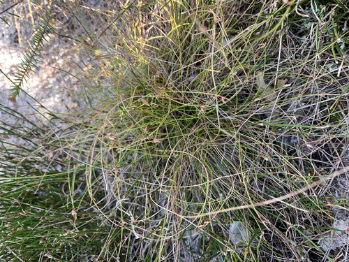Schoenus ornithopodioides observed 2024-08-07