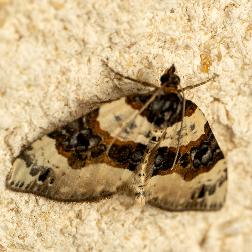Cosmorhoe ocellata